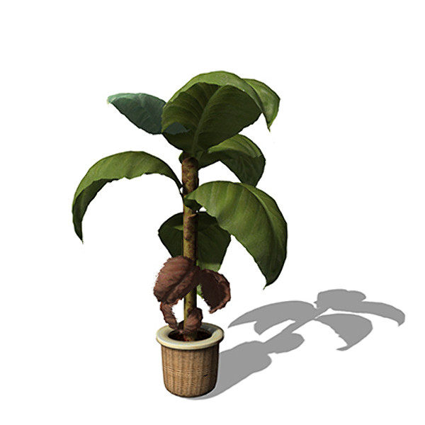 3dsmax xfrogplants banana plant x - XfrogPlants Banana Plant HP by xfrog