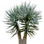 Desert_plants_13.tga