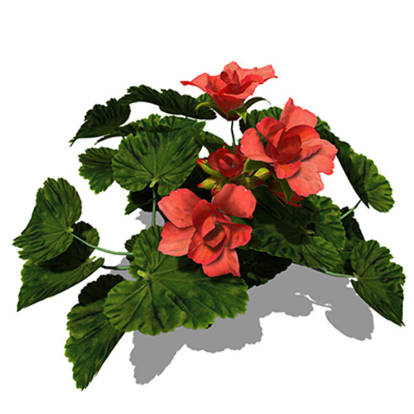 3dsmax xfrogplants geranium plant - XfrogPlants Geranium by xfrog