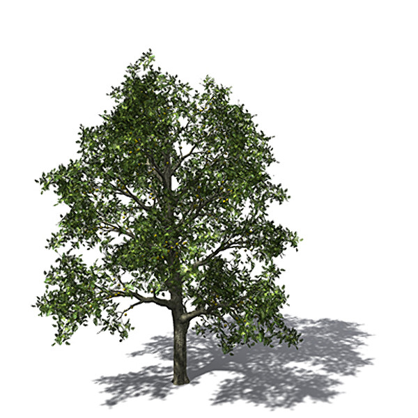 xfrogplants breadfruit tree 3d model - XfrogPlants Breadfruit tree by xfrog