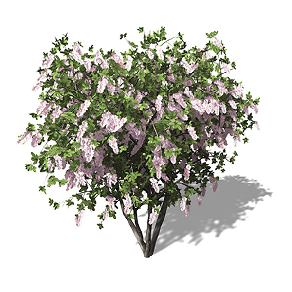xfrogplants blossoming crape myrtle 3d model - XfrogPlants Blossoming Crape Myrtle by xfrog