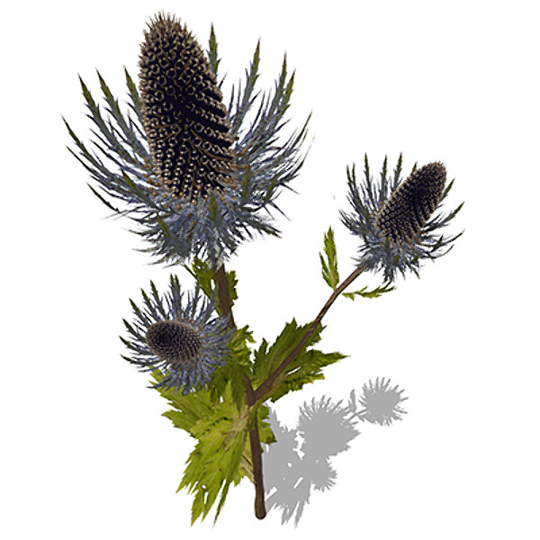 xfrogplants sea holly plant 3d c4d - XfrogPlants Sea Holly by xfrog
