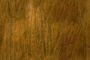 BRONZE2.TGA