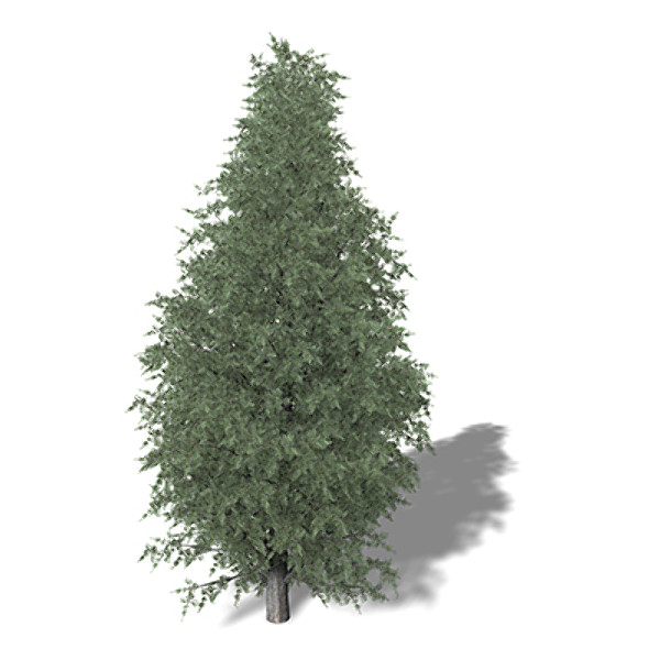3d xfrogplants common juniper tree model - XfrogPlants Common Juniper by xfrog
