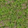 Geranium sylvaticum.tga