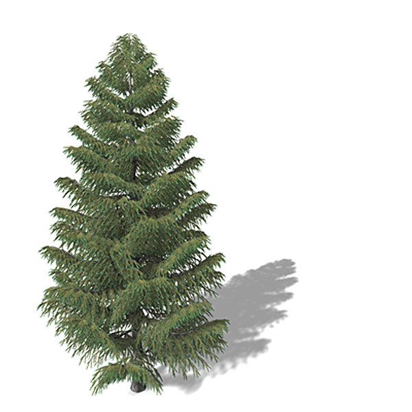 xfrogplants brewer spruce tree c4d - XfrogPlants Brewer Spruce by xfrog