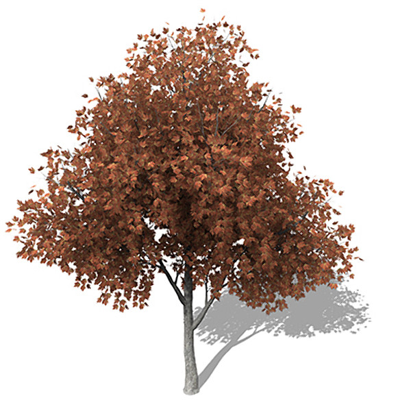 c4d xfrogplants autumn silver maple - XfrogPlants Autumn Silver Maple by xfrog