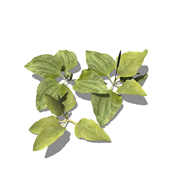 xfrogplants common plantain plant 3d model - XfrogPlants Common Plantain by xfrog