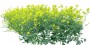 BushL_22.tga