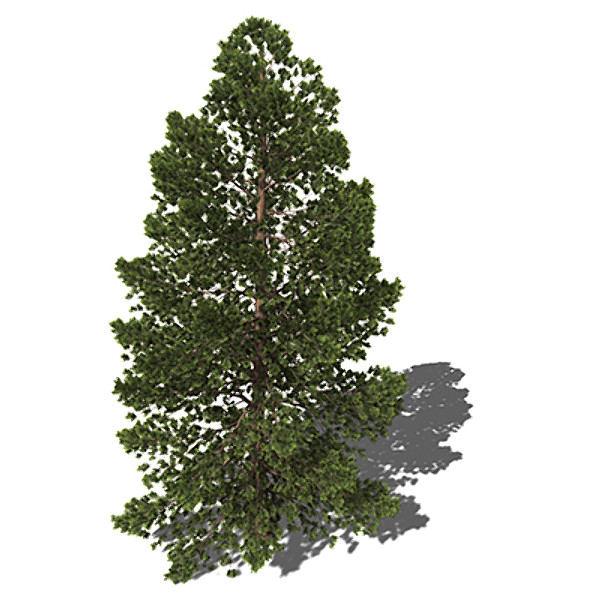 max xfrogplants hinoki falsecypress tree - XfrogPlants Hinoki Falsecypress by xfrog