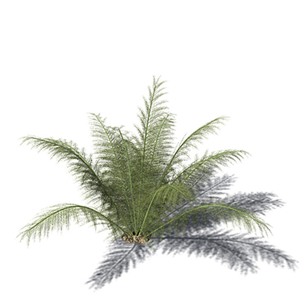 3d xfrogplants onychiopsis fern plant model - XfrogPlants Onychiopsis by xfrog