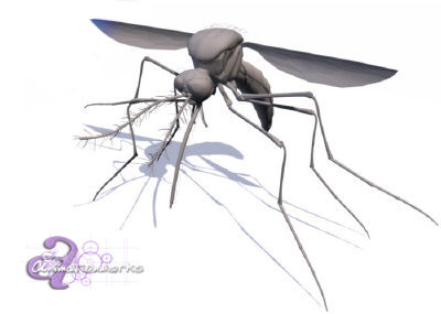 ma mosquito insect - Mosquito.mb by HIVEFX