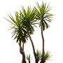 Palm_N_03.tga