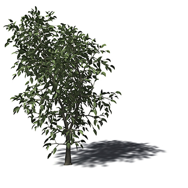 3d model xfrogplants river wild pear - XfrogPlants River Wild Pear by xfrog