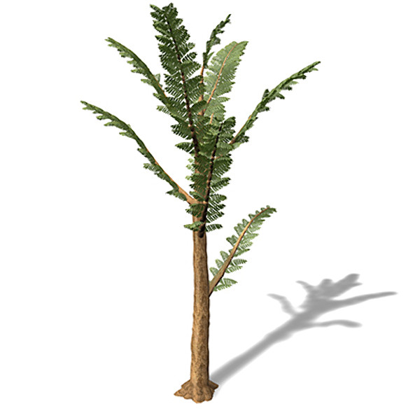 3d model xfrogplants pachypteris plant - XfrogPlants Pachypteris by xfrog
