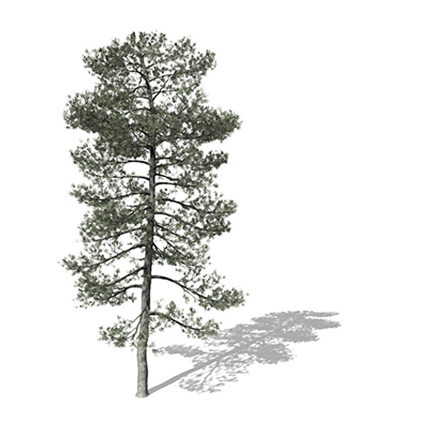 3d model xfrogplants bishop pine tree - XfrogPlants Bishop Pine by xfrog
