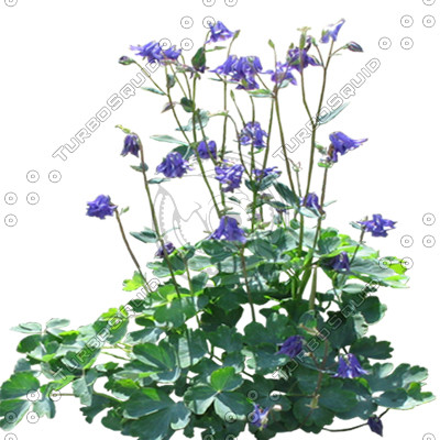 FlowerL_46.tga