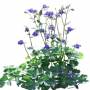 FlowerL_46.tga