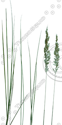 Grass_23.tga