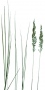 Grass_23.tga