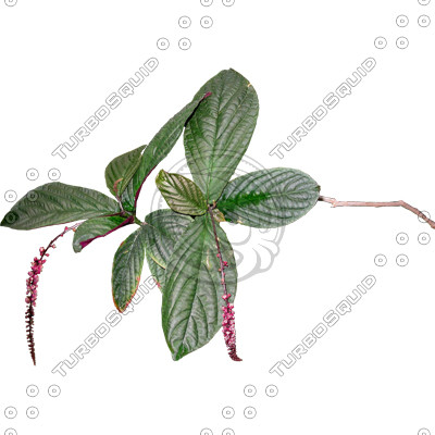 Branch_s_28.tga