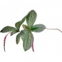 Branch_s_28.tga