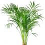 Bush_S_10.tga