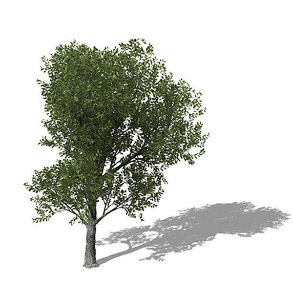 xfrogplants turkey oak tree 3d 3ds - XfrogPlants Turkey Oak by xfrog