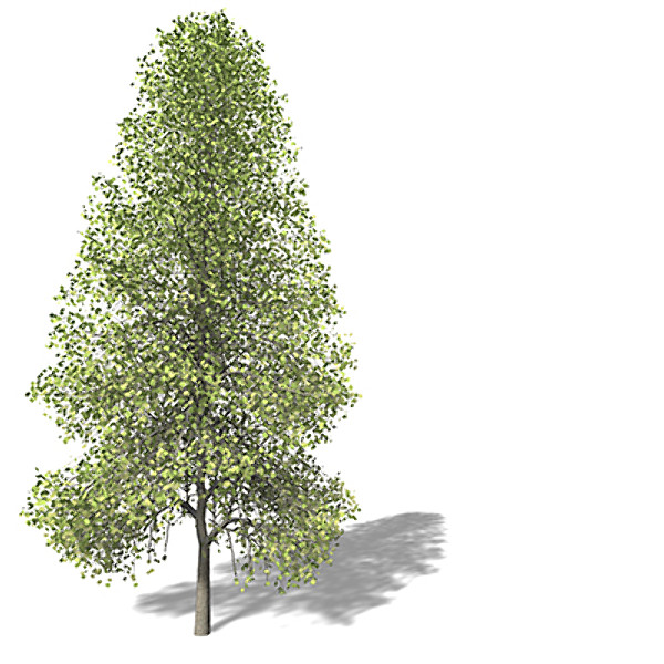 xfrogplants tuliptree tree 3d model - XfrogPlants Tuliptree by xfrog