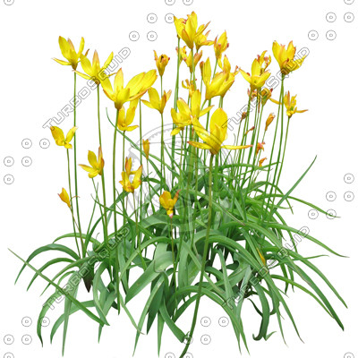 FlowerL_26.tga