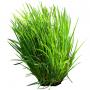 Grass_10.tga