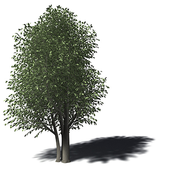 3d xfrogplants wild peach tree - XfrogPlants Wild Peach by xfrog