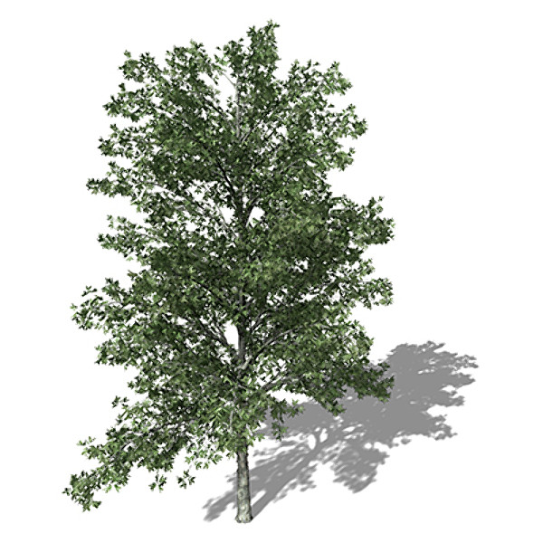 c4d xfrogplants shagbark hickory tree - XfrogPlants Shagbark Hickory by xfrog