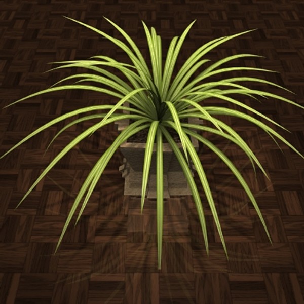 3d model decoratif plant chlorophytum houses - plant Chlorophytum... by POPA_3D