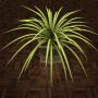 3d model decoratif plant chlorophytum houses