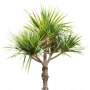Palm_12.tga