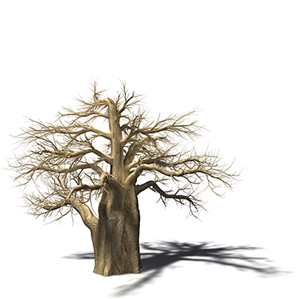 baobab tree 3d model - XfrogPlants Baobab by xfrog