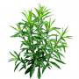 Grass_07.tga