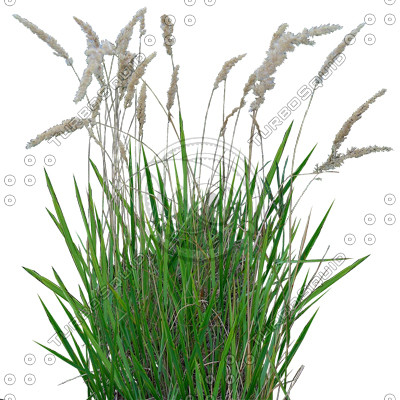 Grass_21.tga