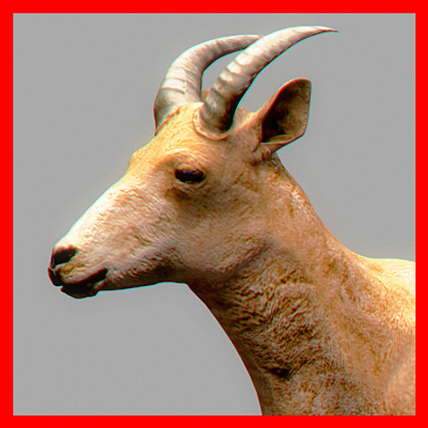 mountain goat c4d - Mountain Goat by NONECG