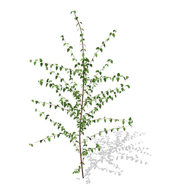 3dsmax xfrogplants cornelian cherry dogwood - XfrogPlants Cornelian Cherry Dogwood by xfrog