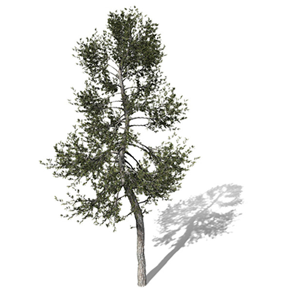 3d model xfrogplants austrian black pine - XfrogPlants Austrian Black Pine by xfrog