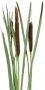 BushL_Rush_01a.tga