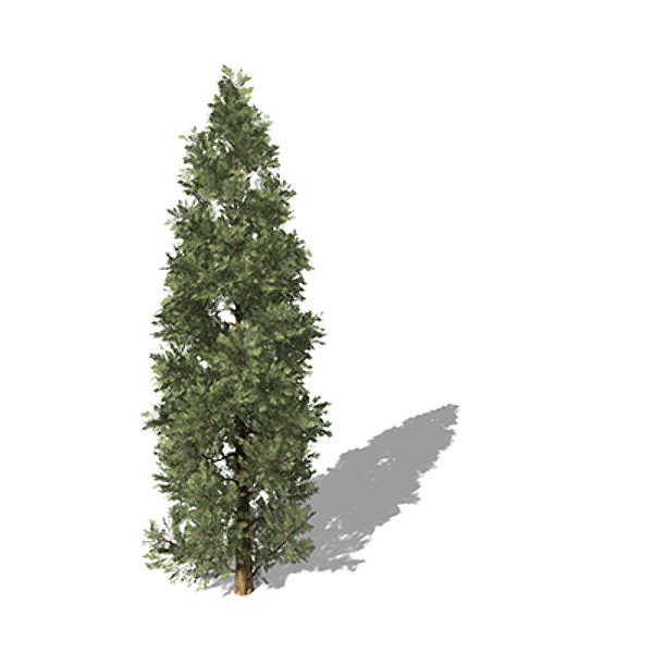 xfrogplants incense cedar tree 3d model - XfrogPlants Incense Cedar by xfrog