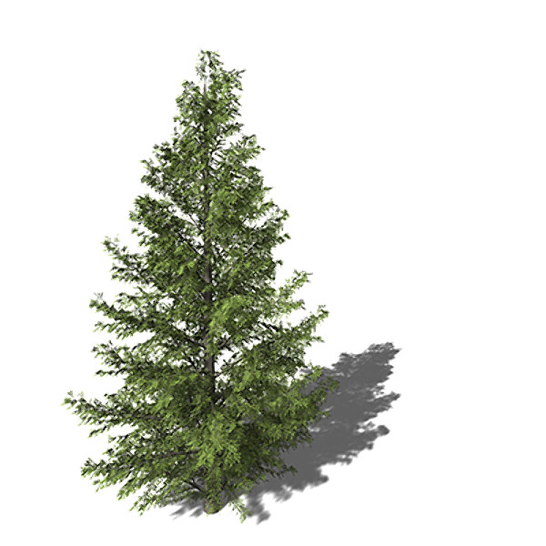 3d xfrogplants northern japanese hemlock model - XfrogPlants Northern Japanese Hemlock by xfrog