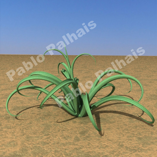agave vilmoriniana 3d model - Agave vilmoriniana by ppalhais