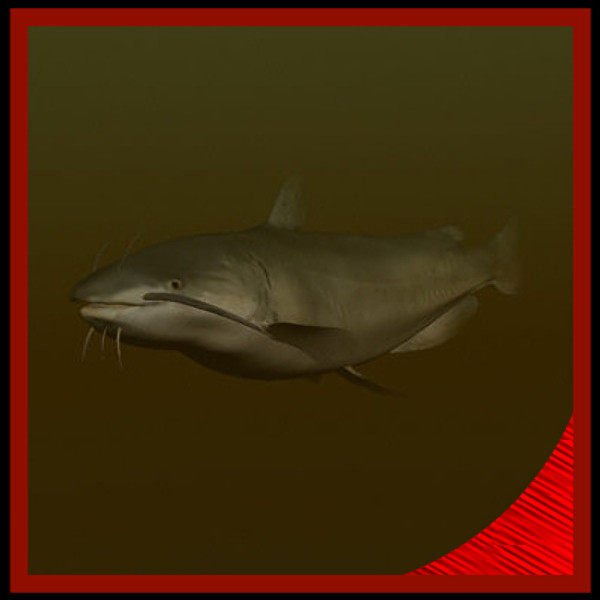 catfish freshwater 3d max - Freshwater Catfish... by gauthier12