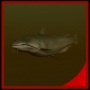 catfish freshwater 3d max