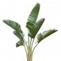 Palm_06.tga