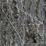 Tileable bark texture